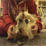 Amelia Gething Instagram – I had to say goodbye to my best friend recently. He was the happiest, most loving boy and I couldn’t have wished for a better little buddy. I will keep you in my heart forever and always, Monty. I love you so so much. Rest in peace little guy 🤍