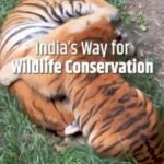 Amitabh Bachchan Instagram - A proud moment for India .. 👏👏👏 And my great honour to have been a part of the SAVE THE TIGER, campaign .. 🙏🏼