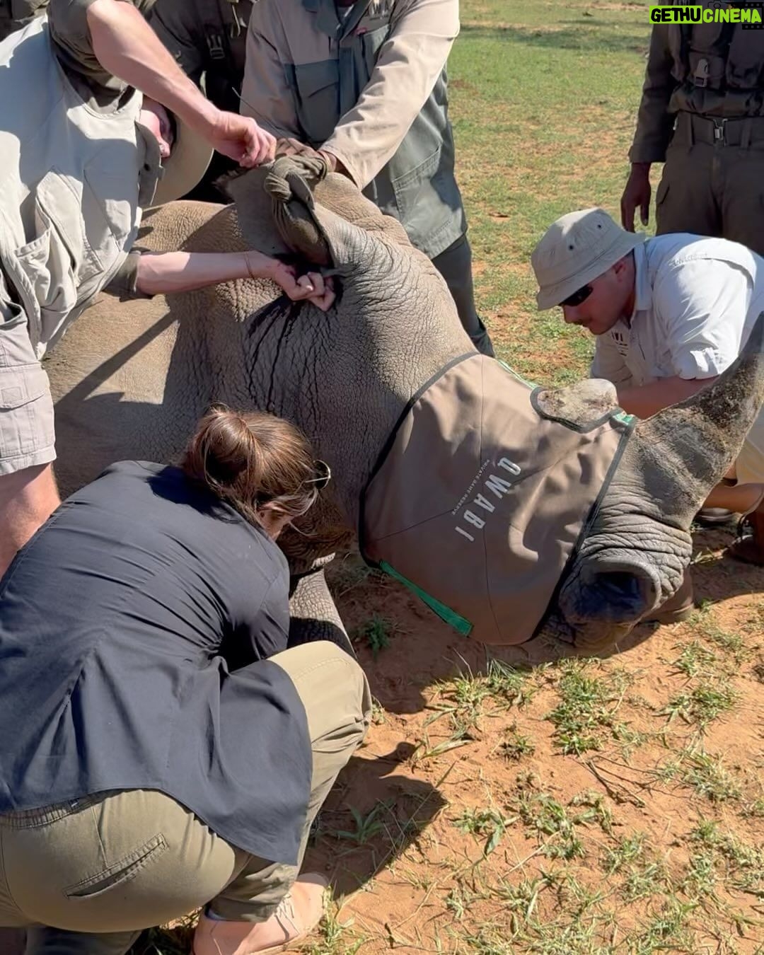 Amy Jackson Instagram - We met with the world renowned wildlife conservationist and vet, Dr Andre who had us be a part of his ‘Anti Poaching Rhino Operation.’ Rhino poaching in Africa is a grim reality driven by demand for their horns. Notching, a crucial conservation method, involves creating unique patterns on rhino ears for easy identification. This helps monitor and protect them, aiding in anti-poaching efforts and ensuring a sustainable future for these endangered giants. Dr Andre has also created a special Rhino tagging GPS device for real-time tracking, aiding conservationists in monitoring their movements, detecting potential threats, and understanding their behavior. This crucial data contributes to effective protection strategies. Alongside notching, the tags ultimately play a pivotal role in the battle against poaching and ensuring the survival of these magnificent creatures. Check out my highlights for all the behind the scenes action and more information on how you can support the protection of our wildlife. QWABI Private Game Reserve