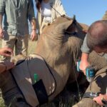 Amy Jackson Instagram - We met with the world renowned wildlife conservationist and vet, Dr Andre who had us be a part of his ‘Anti Poaching Rhino Operation.’ Rhino poaching in Africa is a grim reality driven by demand for their horns. Notching, a crucial conservation method, involves creating unique patterns on rhino ears for easy identification. This helps monitor and protect them, aiding in anti-poaching efforts and ensuring a sustainable future for these endangered giants. Dr Andre has also created a special Rhino tagging GPS device for real-time tracking, aiding conservationists in monitoring their movements, detecting potential threats, and understanding their behavior. This crucial data contributes to effective protection strategies. Alongside notching, the tags ultimately play a pivotal role in the battle against poaching and ensuring the survival of these magnificent creatures. Check out my highlights for all the behind the scenes action and more information on how you can support the protection of our wildlife. QWABI Private Game Reserve