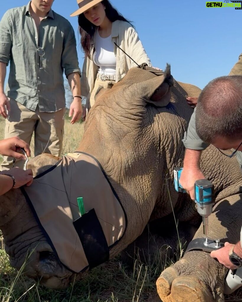 Amy Jackson Instagram - We met with the world renowned wildlife conservationist and vet, Dr Andre who had us be a part of his ‘Anti Poaching Rhino Operation.’ Rhino poaching in Africa is a grim reality driven by demand for their horns. Notching, a crucial conservation method, involves creating unique patterns on rhino ears for easy identification. This helps monitor and protect them, aiding in anti-poaching efforts and ensuring a sustainable future for these endangered giants. Dr Andre has also created a special Rhino tagging GPS device for real-time tracking, aiding conservationists in monitoring their movements, detecting potential threats, and understanding their behavior. This crucial data contributes to effective protection strategies. Alongside notching, the tags ultimately play a pivotal role in the battle against poaching and ensuring the survival of these magnificent creatures. Check out my highlights for all the behind the scenes action and more information on how you can support the protection of our wildlife. QWABI Private Game Reserve