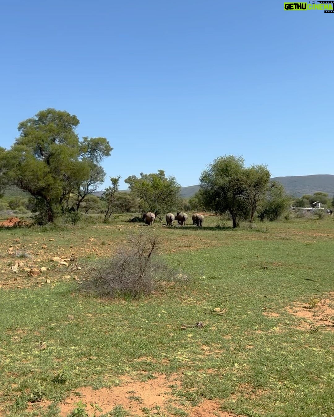 Amy Jackson Instagram - We met with the world renowned wildlife conservationist and vet, Dr Andre who had us be a part of his ‘Anti Poaching Rhino Operation.’ Rhino poaching in Africa is a grim reality driven by demand for their horns. Notching, a crucial conservation method, involves creating unique patterns on rhino ears for easy identification. This helps monitor and protect them, aiding in anti-poaching efforts and ensuring a sustainable future for these endangered giants. Dr Andre has also created a special Rhino tagging GPS device for real-time tracking, aiding conservationists in monitoring their movements, detecting potential threats, and understanding their behavior. This crucial data contributes to effective protection strategies. Alongside notching, the tags ultimately play a pivotal role in the battle against poaching and ensuring the survival of these magnificent creatures. Check out my highlights for all the behind the scenes action and more information on how you can support the protection of our wildlife. QWABI Private Game Reserve