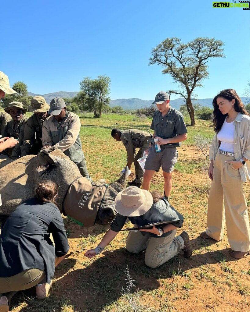Amy Jackson Instagram - We met with the world renowned wildlife conservationist and vet, Dr Andre who had us be a part of his ‘Anti Poaching Rhino Operation.’ Rhino poaching in Africa is a grim reality driven by demand for their horns. Notching, a crucial conservation method, involves creating unique patterns on rhino ears for easy identification. This helps monitor and protect them, aiding in anti-poaching efforts and ensuring a sustainable future for these endangered giants. Dr Andre has also created a special Rhino tagging GPS device for real-time tracking, aiding conservationists in monitoring their movements, detecting potential threats, and understanding their behavior. This crucial data contributes to effective protection strategies. Alongside notching, the tags ultimately play a pivotal role in the battle against poaching and ensuring the survival of these magnificent creatures. Check out my highlights for all the behind the scenes action and more information on how you can support the protection of our wildlife. QWABI Private Game Reserve