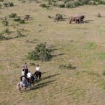 Amy Jackson Instagram - On horseback in Africa Riding with elephants in Botswana - “…it was fantastic, it was such an amazing experience” Amy Jackson. Ed Westwick and Amy Jackson joined us over New Year 2022 for a Tuli Safari on Mashatu Game Reserve in Botswana. We encountered this group of elephants on the way to camp one afternoon. One particular bull watched us and stood a little distance from the horse and riders having a dust bath. The riders stopped to watch him from a distance, but the elephant clearly decided that the horse and riders were disturbing his bath. He did a brief, and vocal mock charge. Elephants can do this in the bush as a show of strength and power. We are visitors in their home, and so weAt this point the back up guide leads the riders away. The lead guide stands his ground until the guests are at a safe distance and the elephant has relaxed and realise we the horses are not a threat. The ride then continues. Please note that the telephoto lens does condense distances, and so does make the elephant look closer. Message @horizonhorseback for details Film credit Dr Tanya Baber @beadlesa #elephants #horsesafaris #tulisafari #horseirding #ridingholidays #africansafaris #horse # horsetrails #equestrian #amyjackson #edwestwick #mashatugamereserve #botswana #elephant #destinations #adventureholidays