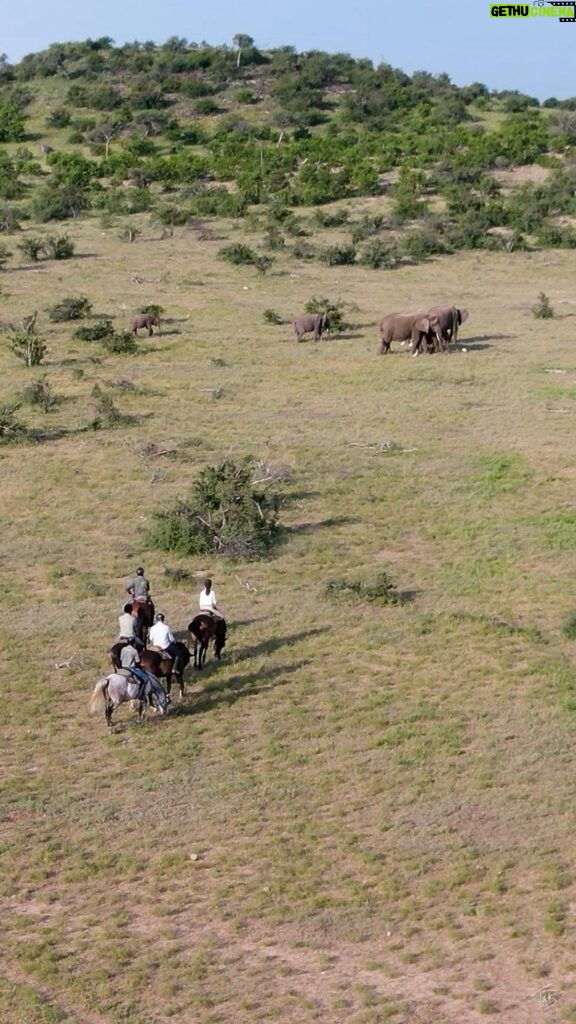 Amy Jackson Instagram - On horseback in Africa Riding with elephants in Botswana - “…it was fantastic, it was such an amazing experience” Amy Jackson. Ed Westwick and Amy Jackson joined us over New Year 2022 for a Tuli Safari on Mashatu Game Reserve in Botswana. We encountered this group of elephants on the way to camp one afternoon. One particular bull watched us and stood a little distance from the horse and riders having a dust bath. The riders stopped to watch him from a distance, but the elephant clearly decided that the horse and riders were disturbing his bath. He did a brief, and vocal mock charge. Elephants can do this in the bush as a show of strength and power. We are visitors in their home, and so weAt this point the back up guide leads the riders away. The lead guide stands his ground until the guests are at a safe distance and the elephant has relaxed and realise we the horses are not a threat. The ride then continues. Please note that the telephoto lens does condense distances, and so does make the elephant look closer. Message @horizonhorseback for details Film credit Dr Tanya Baber @beadlesa #elephants #horsesafaris #tulisafari #horseirding #ridingholidays #africansafaris #horse # horsetrails #equestrian #amyjackson #edwestwick #mashatugamereserve #botswana #elephant #destinations #adventureholidays