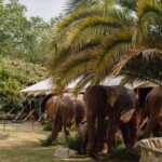 Amy Jackson Instagram - @theanimalball know how to throw a soirée! Marking the 20th anniversary of the incredible @elephantfamily , along with the launch of a new strategic partnership with Wildlife Conservation Trust in India… the Animal Ball was truly a night of joy, positivity and not to mention powerful fundraising! Over two million pounds was raised on the night, all of which goes to enabling the @elephantfamily support some of the best conservationists in Asia; addressing critical challenges faced by people and wildlife living in some of the highest human-wildlife density landscapes in the world. Lady in red, @mrsganesh100 you were outstanding - as always! Listening to you talk on stage about the life changing work the Elephant Family has orchestrated over the past two decades is truly inspiring. You champion the voices of not only the majestic Elly’s but the people who are learning and loving to live alongside Asia’s wildlife - the @coexistence.story campaign showcases that beautifully. To Richard, @al_dlp , @ayeshalalita , the Lucy’s and the entire Elephant Family team… Thankyou for such a spectacular evening in addition to all the day in, day out dedication the charity requires - you guys are the best. Special mention to @richardquinn for THE dress of dreams along with …. for our beautiful Philip Treacy peacock masks (which I would’ve happily worn forever 🦚) Just, wow 🐘💚 Lancaster House