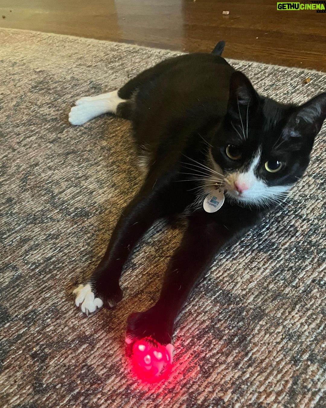 Amy Landecker Instagram - This week in animals