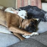 Amy Landecker Instagram - This week in animals