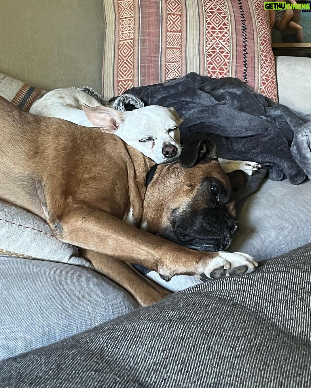 Amy Landecker Instagram - This week in animals