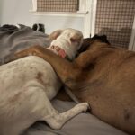 Amy Landecker Instagram - This week in animals