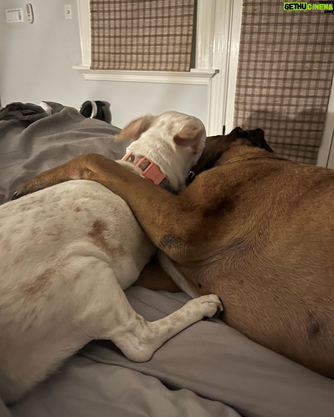 Amy Landecker Instagram - This week in animals
