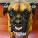 Amy Landecker Instagram - The world’s best boy. 💔 R.I.P Otis.