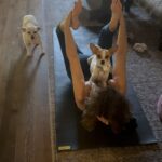 Amy Landecker Instagram - Like goat yoga. But different.
