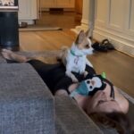 Amy Landecker Instagram - Like goat yoga. But different.