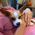 Amy Landecker Instagram - New baby in the house.