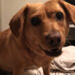 Amy Pemberton Instagram - Chatty Luna .....! 🤣 #luna #dogsofinstagram #lovesachat
