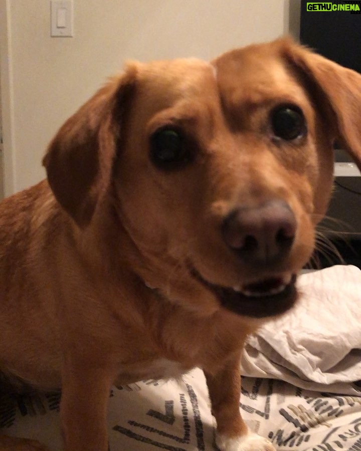 Amy Pemberton Instagram - Chatty Luna .....! 🤣 #luna #dogsofinstagram #lovesachat