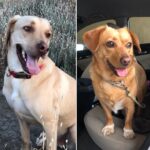 Amy Pemberton Instagram - Back with my favs.... 😊💜 #louieandluna #dogsofinstagram #pupsters