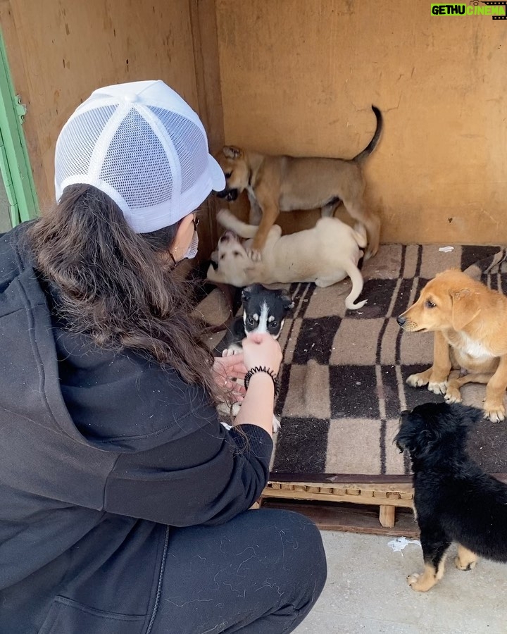 Amy Samir Ghanem Instagram - @animal.protection.eg