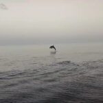 An Swartenbroekx Instagram – Impressionant! 
(Ik weet dat de horizon niet altijd recht is, maar de ontroering was te groot)