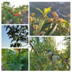 An Swartenbroekx Instagram – Avondzon over onze ontluikende fruitoogst. (Granaatappels, vijgen, druiven, Japanse mispels, amandelen)