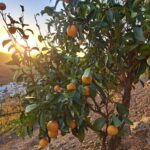 An Swartenbroekx Instagram – Ons vitaminenboompje.🍊