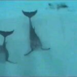 An Swartenbroekx Instagram – De Droomfabriek 30 jaar geleden. Toen ik ‘de droom der dromen’ mee mocht inkleuren. 😀🐬 @bart_peeters_officieel 
#throwback
