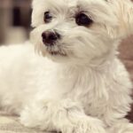 Ana de Armas Instagram - Happy birthday to this handsome boy. My friend and companion for 13 years now. I love you so much buddy! ♥️🎉🎈