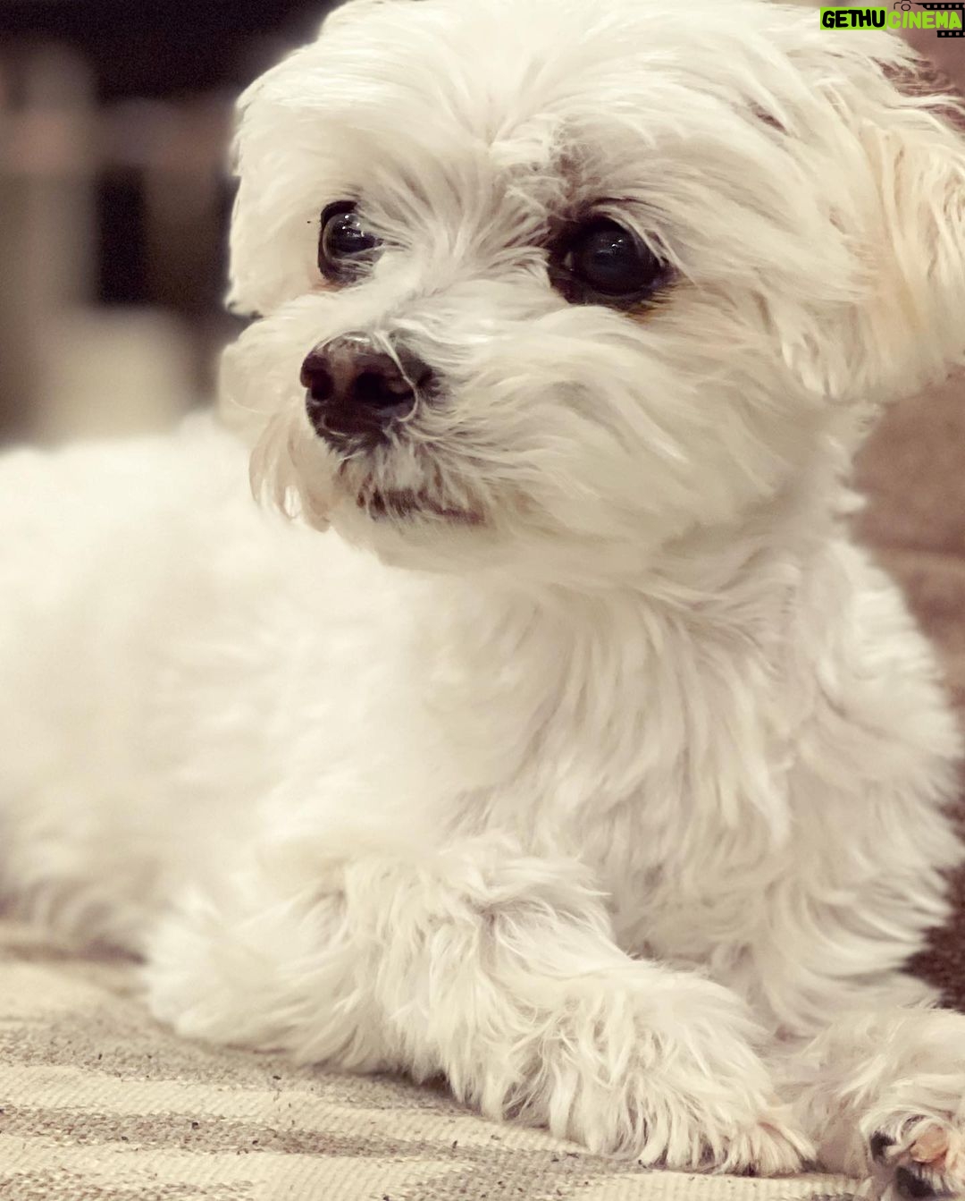 Ana de Armas Instagram - Happy birthday to this handsome boy. My friend and companion for 13 years now. I love you so much buddy! ♥️🎉🎈
