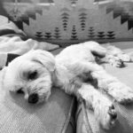Ana de Armas Instagram - Happy birthday to this handsome boy. My friend and companion for 13 years now. I love you so much buddy! ♥️🎉🎈