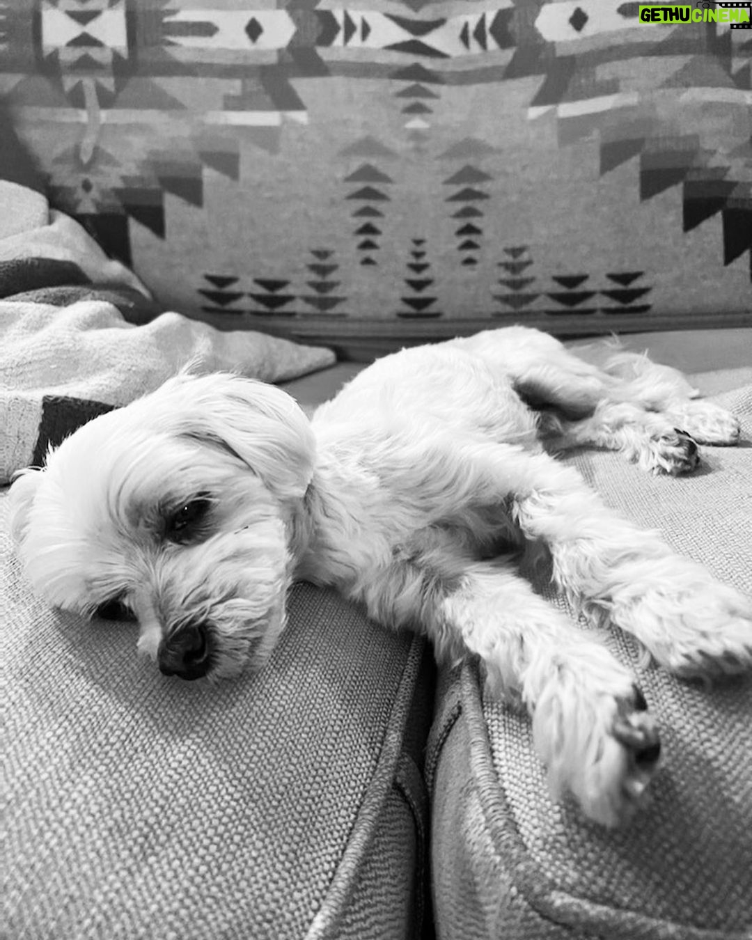 Ana de Armas Instagram - Happy birthday to this handsome boy. My friend and companion for 13 years now. I love you so much buddy! ♥️🎉🎈