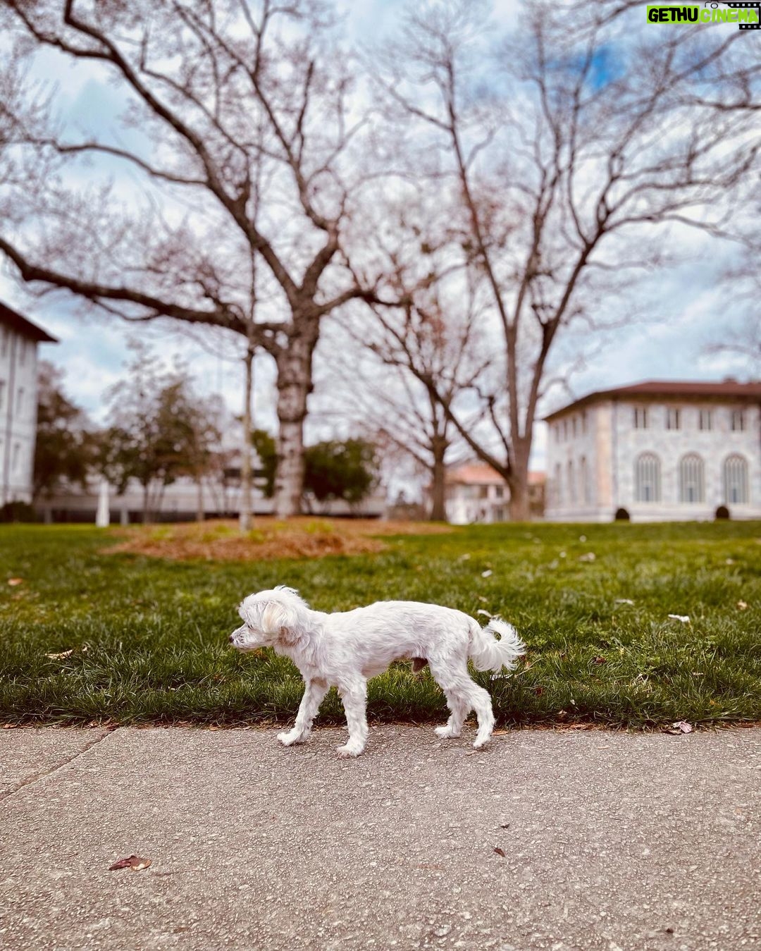 Ana de Armas Instagram - Happy birthday to this handsome boy. My friend and companion for 13 years now. I love you so much buddy! ♥️🎉🎈