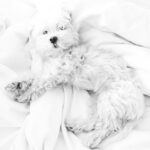 Ana de Armas Instagram - Happy birthday my sweet Elvis! It’s been 12 years full of adventures, always together. I love you! 🦴♥️🐶🎉