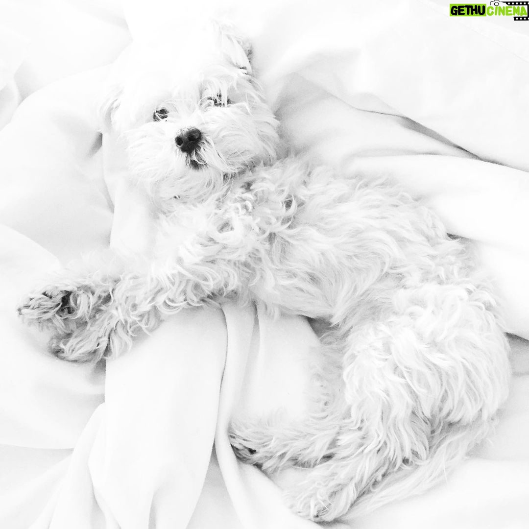 Ana de Armas Instagram - Happy birthday my sweet Elvis! It’s been 12 years full of adventures, always together. I love you! 🦴♥️🐶🎉