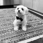 Ana de Armas Instagram - Happy birthday my sweet Elvis! It’s been 12 years full of adventures, always together. I love you! 🦴♥️🐶🎉