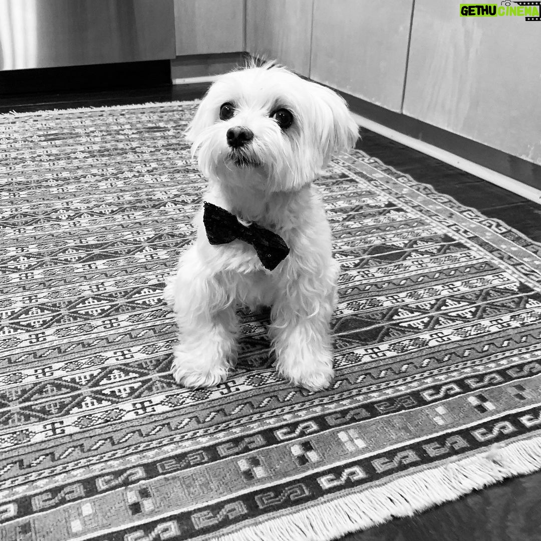 Ana de Armas Instagram - Happy birthday my sweet Elvis! It’s been 12 years full of adventures, always together. I love you! 🦴♥️🐶🎉