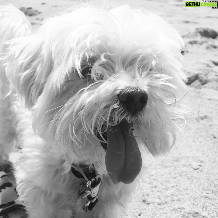 Ana de Armas Instagram - Happy birthday my sweet Elvis! It’s been 12 years full of adventures, always together. I love you! 🦴♥️🐶🎉