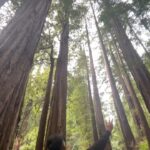 Andre Soukhamthath Instagram - Had to get one in at the Redwoods.