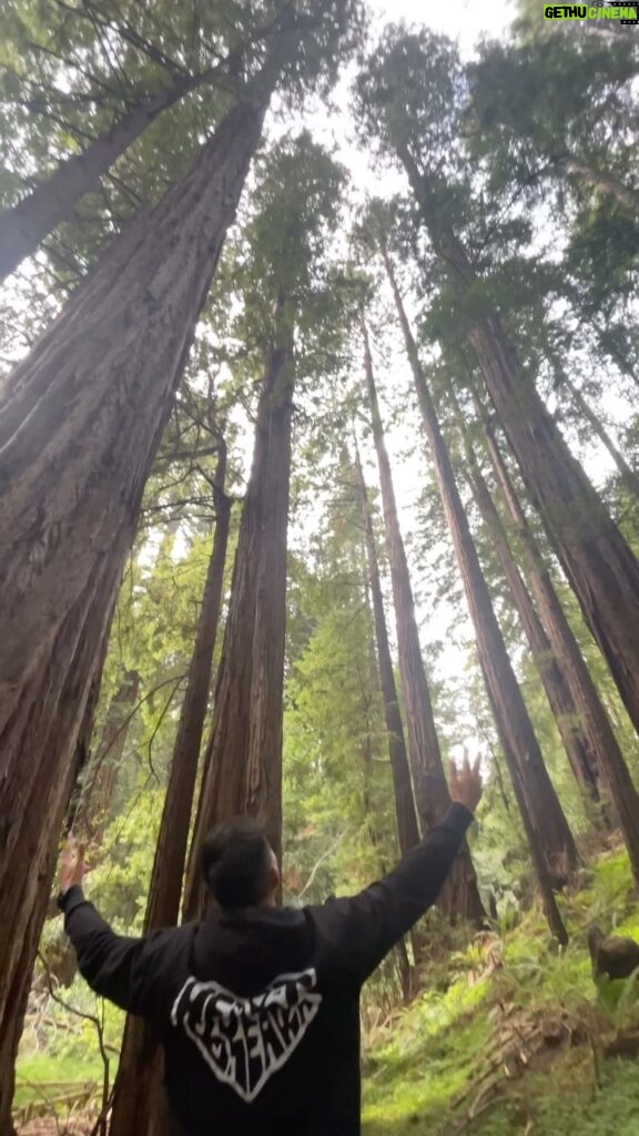 Andre Soukhamthath Instagram - Had to get one in at the Redwoods.