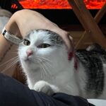 Andrea Kalousová Instagram - Maruška se tak moc modila abychom stihly vydat song Devět zitra, až se podaří. #ufíček Takže už zitra song Devět na všech streamovacich platformách! 🔥🎄Uhadnete o čem bude? Do swipu dávám malou nápovědu. Čau mňau. 🤣 Prague, Czech Republic