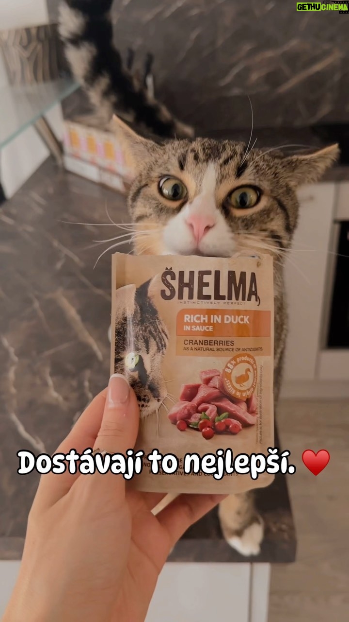 Andrea Kalousová Instagram - Ať už na Vánoce nebo po cely rok. Moje kočičky dostávají to nejlepší. Protože když velký podíl masa v krmeni, tak Shelma. ♥️ @shelmacz Prague, Czech Republic