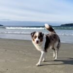 Andrew Francis Instagram - Best place to stay while visiting #Tofino @hotelzed @roartofino Dog friendly and so much fun! 🌊 . . . #rebelsagainsttheordinary #hotelzed #roartofino #heartheroar #dogcontent #cutedog #funnydog #doggies #vancouver #britishcolumbia #vancouverisland Tofino, British Columbia