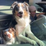 Andrew Francis Instagram - This is the best thing I’ve seen all day 🤣🤣 @yphvets thank you for taking such great care of Mystic + Spirit! 💕 . . . #funny #hilarious #dogcontent #funnydog #dogs #comedy #childsdrawing #kidsdrawing #funnydrawing #cutedog Vancouver, British Columbia