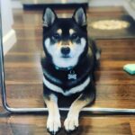 Andrew Neighbors Instagram - Happy Arbor Day to the best shiba in the world. Also Arguably to my favorite living thing on earth - trees. 🌲
