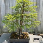 Andrew Neighbors Instagram - True bonsai boy happiness Huntington Library and Botanical Gardens