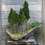 Andrew Neighbors Instagram - True bonsai boy happiness Huntington Library and Botanical Gardens