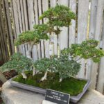 Andrew Neighbors Instagram - True bonsai boy happiness Huntington Library and Botanical Gardens