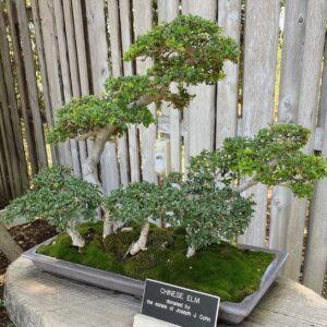 Andrew Neighbors Instagram - True bonsai boy happiness