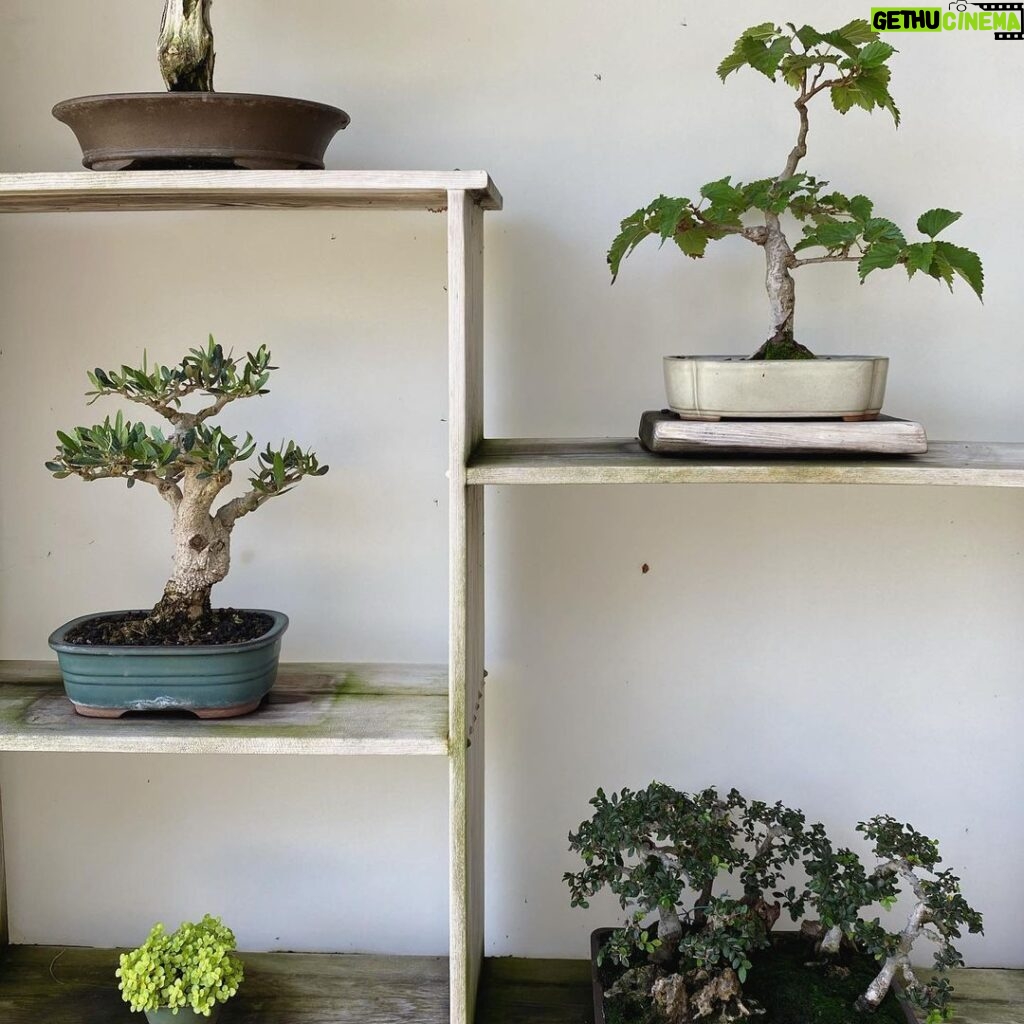 Andrew Neighbors Instagram - True bonsai boy happiness Huntington Library and Botanical Gardens
