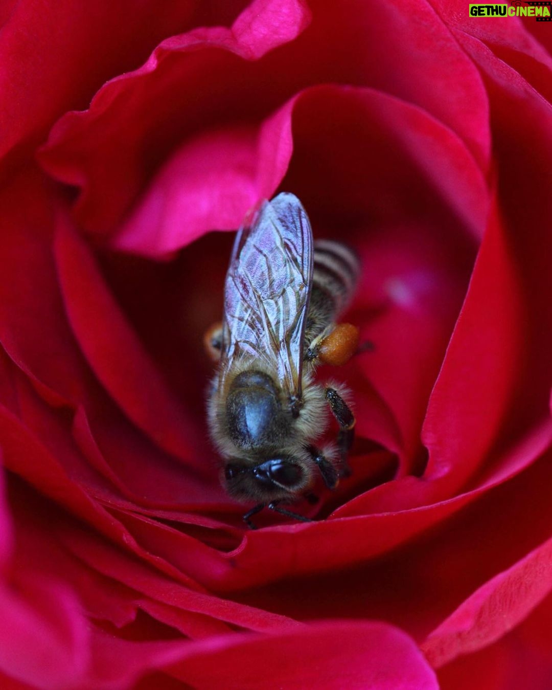 Angelina Jolie Instagram - Bee populations are under threat across the globe due to non-sustainable agriculture practices, climate change, habitat destruction and biodiversity erosion. Pollinator dependent crops contribute to 35% of global crop production volume. If the precious pollinators, especially bees, disappeared from nature, 75% of all cultivated plants and 90% of wild flowering plants that depend on pollinators would be threatened. On World Bee Day, I am happy to help raise awareness on the importance of this precious pollinator. By protecting the bee, we're helping to protect traditional local knowledge, preserve biodiversity, and ensuring the future of communities around the world. 📷 Éric Tourneret @guerlain #WorldBeeDay More information about the bees can be found in the Assessment Report on Pollinators, Pollination and Food production by IPBES. Link in my bio.
